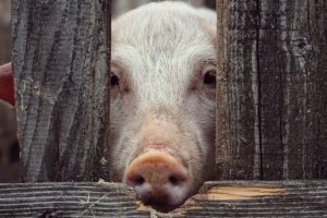 pig behind wooden fence